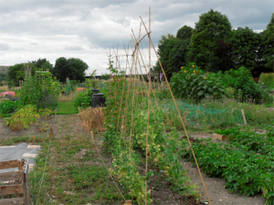 Allotments small