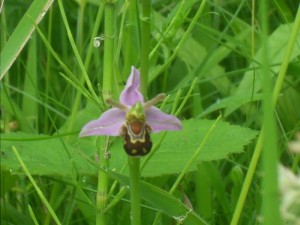 bee orchid