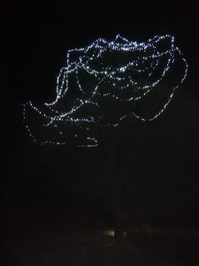 Photograph of lights in tree